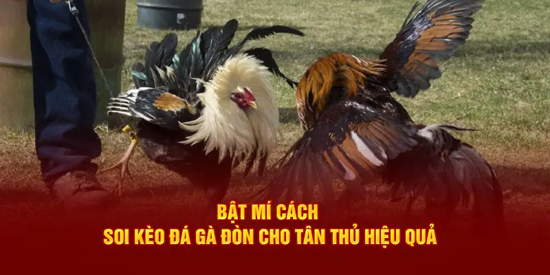 Soi kèo đá gà đòn