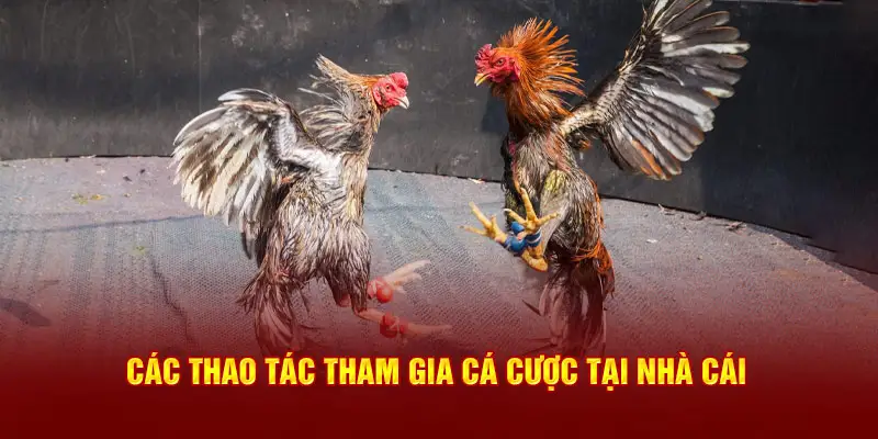 Các thao tác tham gia cá cược tại nhà cái