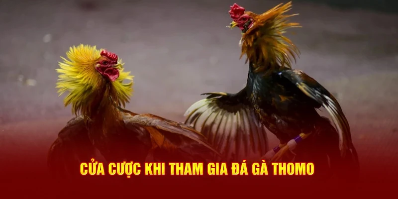 Cửa cược khi tham gia đá gà Thomo