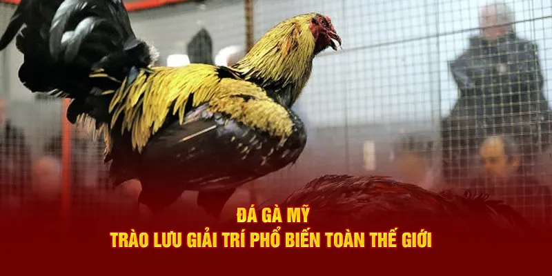 Đá gà Mỹ