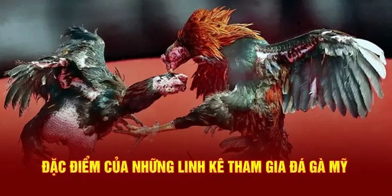 Đặc điểm của những linh kê tham gia đá gà Mỹ