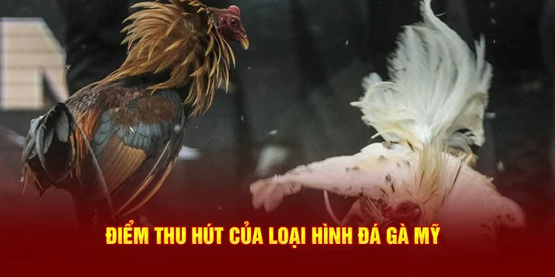 Điểm thu hút của loại hình đá gà Mỹ