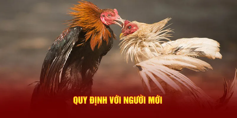 Quy định với người mới